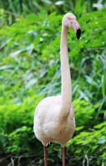 flamingo pink bird from africa 