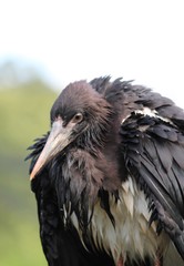 The Abdim's stork (Ciconia abdimii) outdoor 