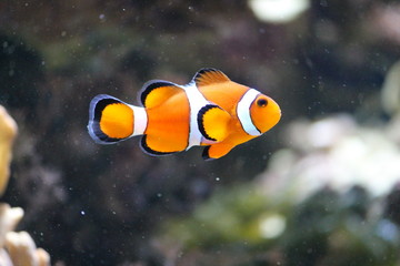 Obraz na płótnie Canvas clownfish clown fish swimming in a tank by coral from Australia