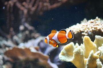 Fototapeta na wymiar clownfish clown fish swimming in a tank by coral from Australia