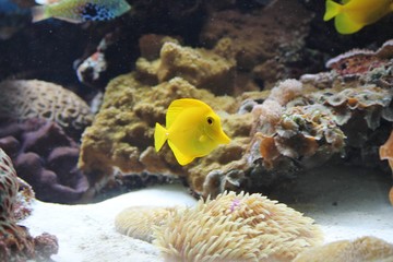 Naklejka na ściany i meble yellow Zebrasoma aquarium fish isolated on coral background