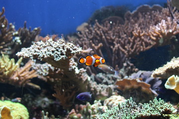 Fototapeta na wymiar clownfish anemonefish fish