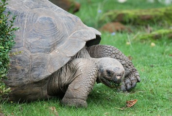 Obraz premium tortoise - Galápagos tortoise or Galápagos giant tortoise
