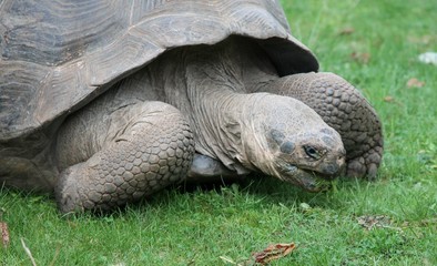 tortoise - Gal&aacute;pagos tortoise or Gal&aacute;pagos giant tortoise