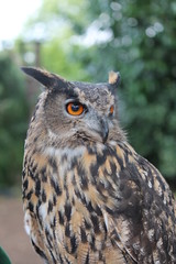 Great horned owl close-up