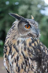 Great horned owl close-up