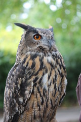 Great horned owl close-up