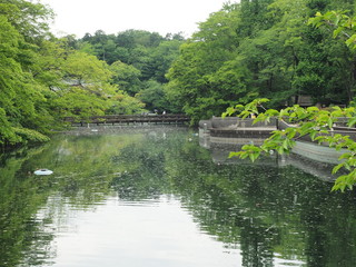 木と池