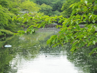 Fototapeta na wymiar 木と池