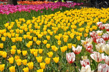 チューリップ