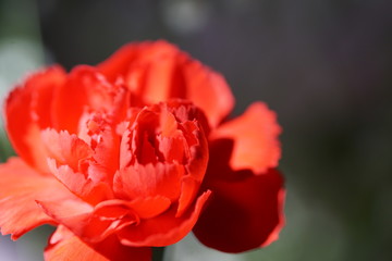 Carnation