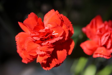 Carnation