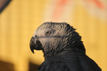 Obraz premium gray parrot - African Grey Parrot