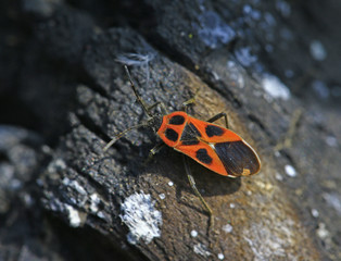 Bugs families and insects