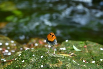 小首をかしげてポーズするコマドリ