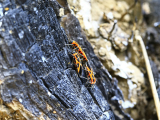 Bugs families and insects