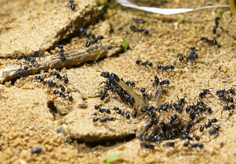 black ants on wood