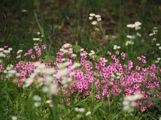Obraz premium ピンクの花