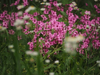 ピンクの花