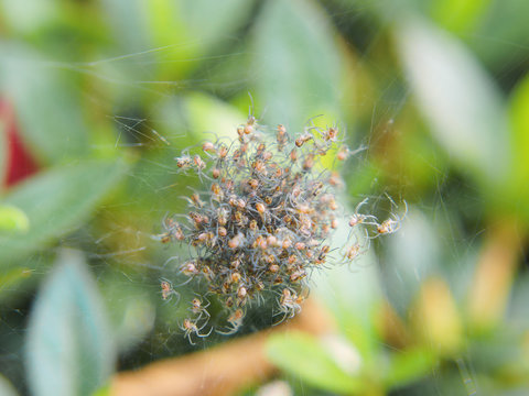 蜘蛛の孵化