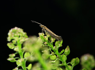 Moth insects, close-up