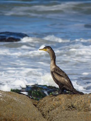 cormoran