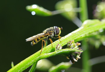 Feed aphid fly, in the wild