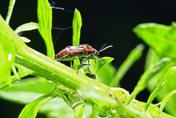 Bugs families and insects