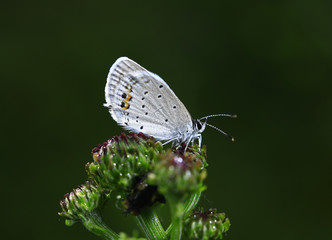 The butterfly close-up