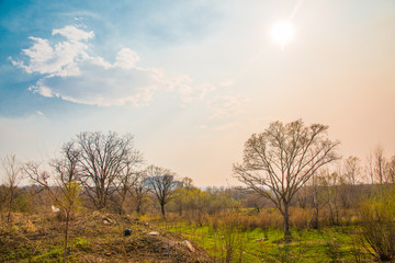 Spring green landscape in the forest against the blue sky with clouds