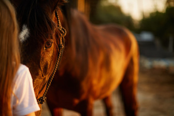 Obraz premium Dziewczyna twarzą w twarz z koniem