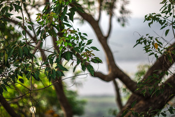 Scenic view(KHAO FA CHI VIEWPOINT) of the surrounding area. There are green trees around. Refreshing atmosphere Can travel throughout the day is not hot. Ranong Province, Thailand