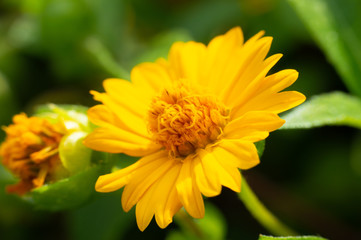 Flor