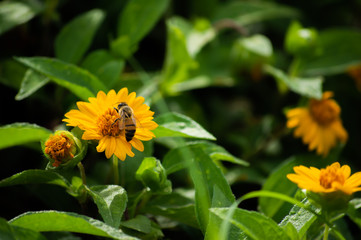 Abeja