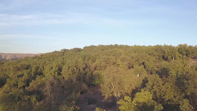 Drone fly over Orchard Hills Farm California 2