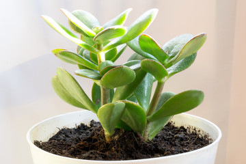 Crassula ovata