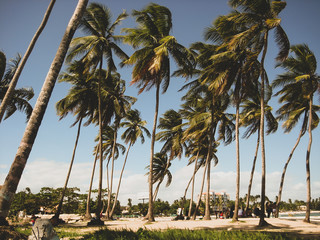 Obraz premium Palm Trees on the Beach