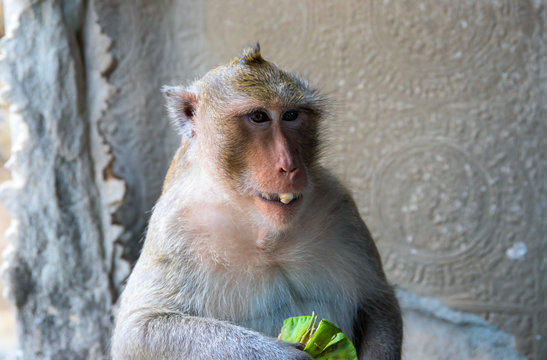 Monkey eats a tropical fruit. Eating monkey closeup photo. Cute fluffy Chimpanzee with exotic fruit.