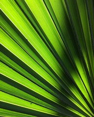 A closeup of a backlit palm leaf.
