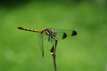 dragonfly top of twig
