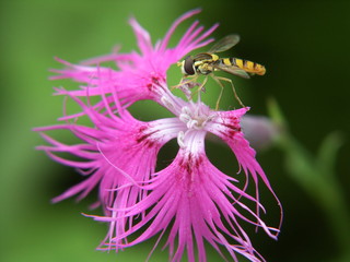 DCF 1.0flower flea