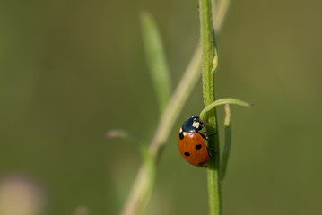Orange Ladybug on Green Stalk