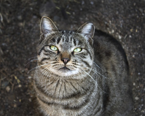 Obraz premium Portrait of a cat closeup. Pet cat. Beautiful striped cat.