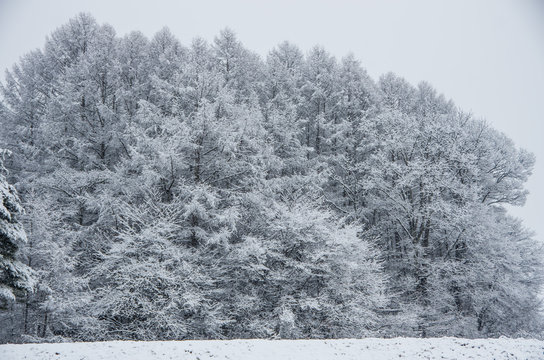 frozen frest