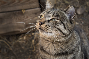 Portrait of a cat closeup. Pet cat. Beautiful striped cat.