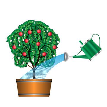 watering with a watering can of fruit tree on white background
