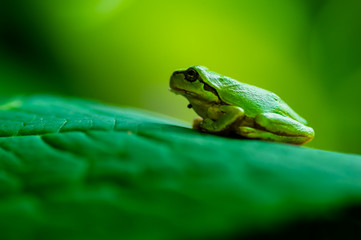 Tree Frog on the leaf