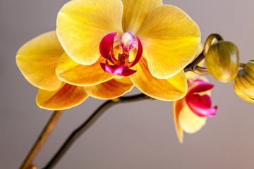 Yellow orchid flower