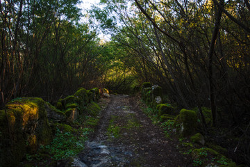 Forest Path