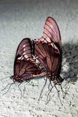 Mundo Macro borboletas